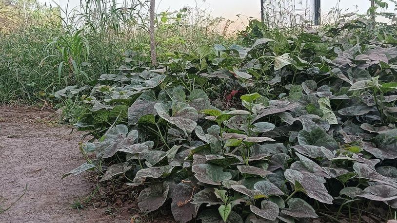 Erupsi Gunung Lewotobi Laki laki