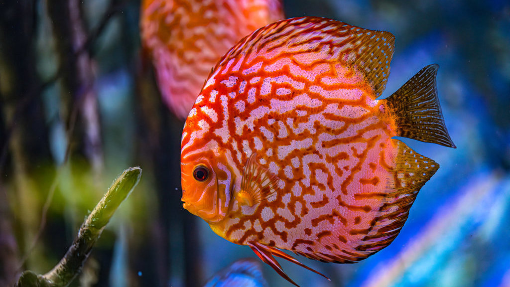 Ikan Discus. foto/istockphoto Ikan Discus