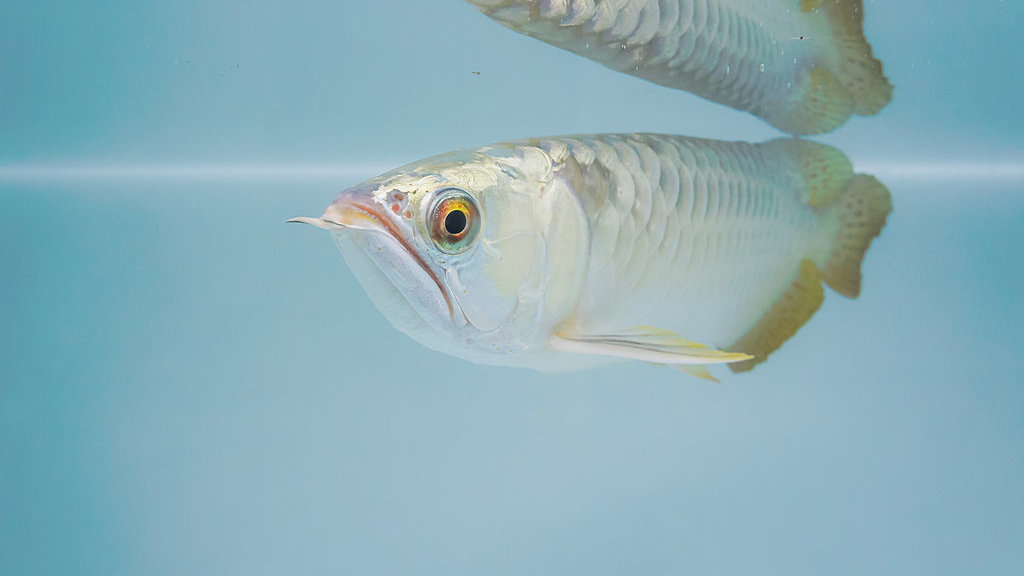 Ikan Arowarna Platinum. foto/istockphoto Ikan Arowarna Platinum