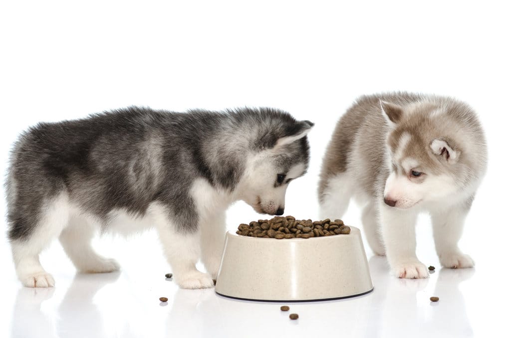 Makanan Anjing Husky