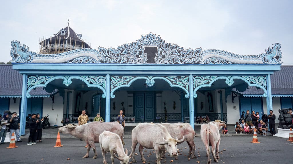 Abdi keraton mengarak kerbau bule keturunan Kyai Slamet saat latihan Kirab Malam Satu Sura di kawasan Keraton Kasunanan, Soio, Jawa Tengah, Senin (23/6/2025). Karaton Kasunanan Solo akan menggelar tradisi Kirab Malam Satu Sura dengan mengarak pusaka keraton, salah satunya kerbau bule keturunan Kyai Slamet pada Kamis 26 Juni tengah malam. ANTARA FOTO/Mohammad Ayudha/rwa. Persiapan tradisi kirab malam satu sura Keraton Kasunanan