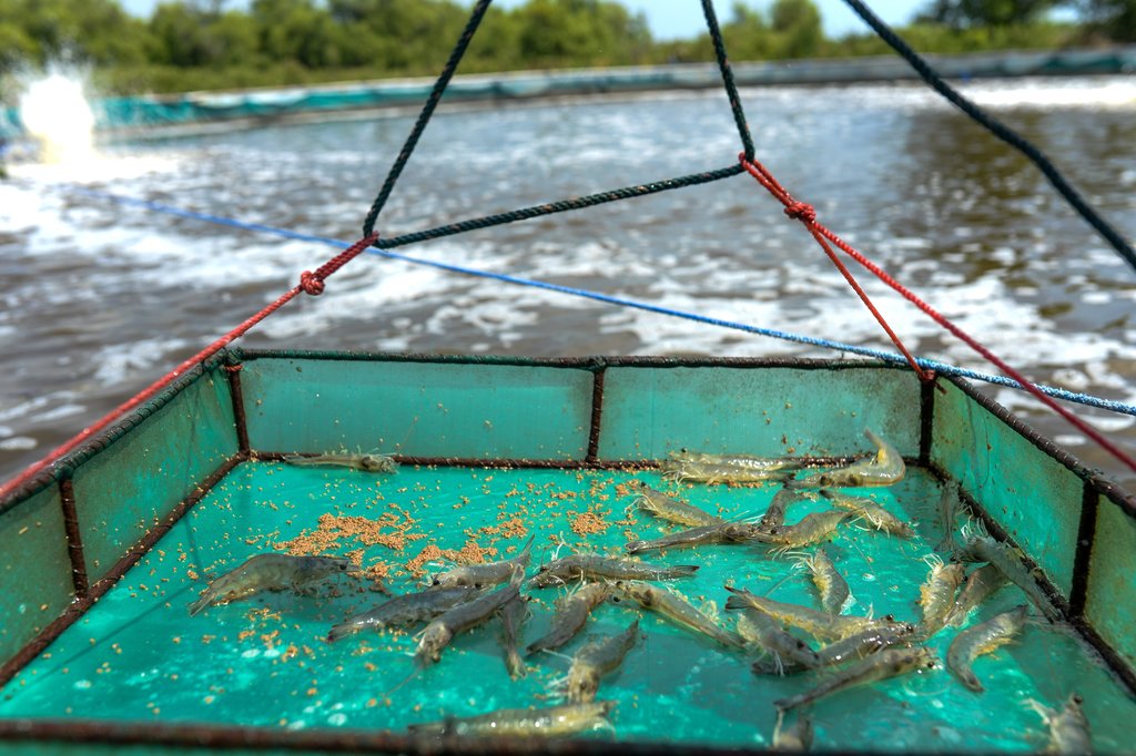 Budi daya udang vaname sistem bioflok milik BUMDes