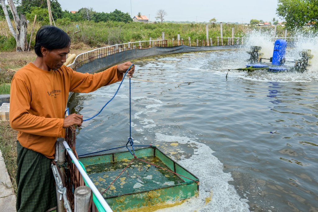 Budi daya udang vaname sistem bioflok milik BUMDes
