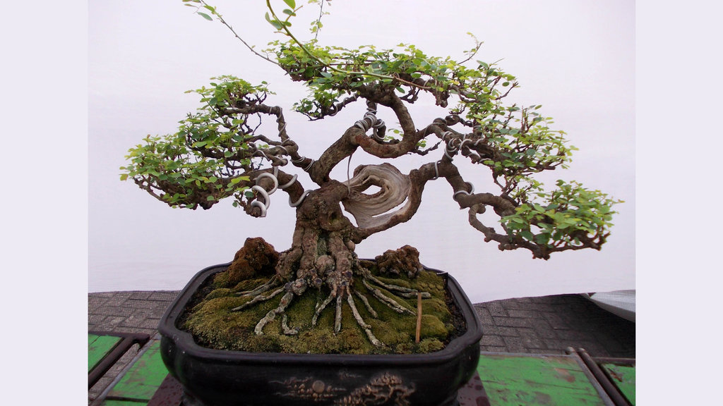 Bonsai Kimeng Pecah Batang