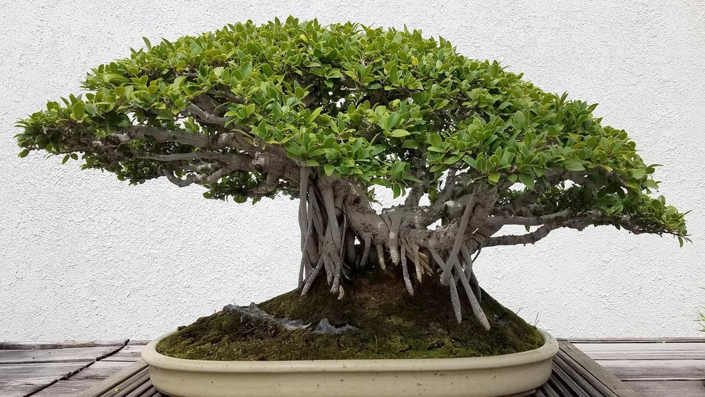 Bakalan Bonsai Beringin Dolar