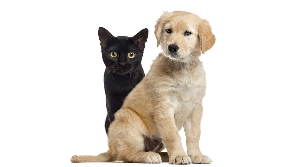 Black cat and golden retriever. foto/istockphoto Black cat and golden retriever