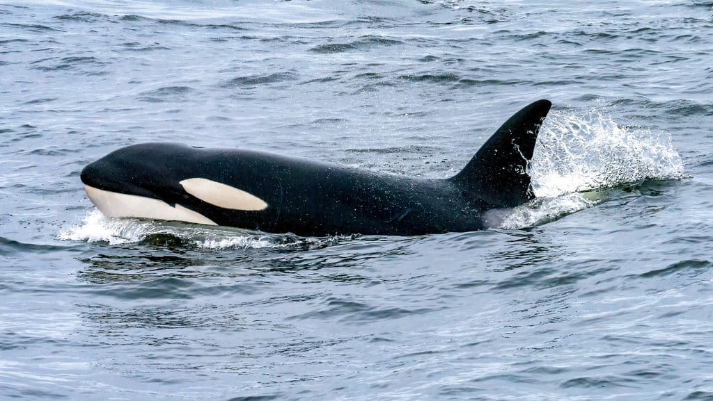Paus Orca
