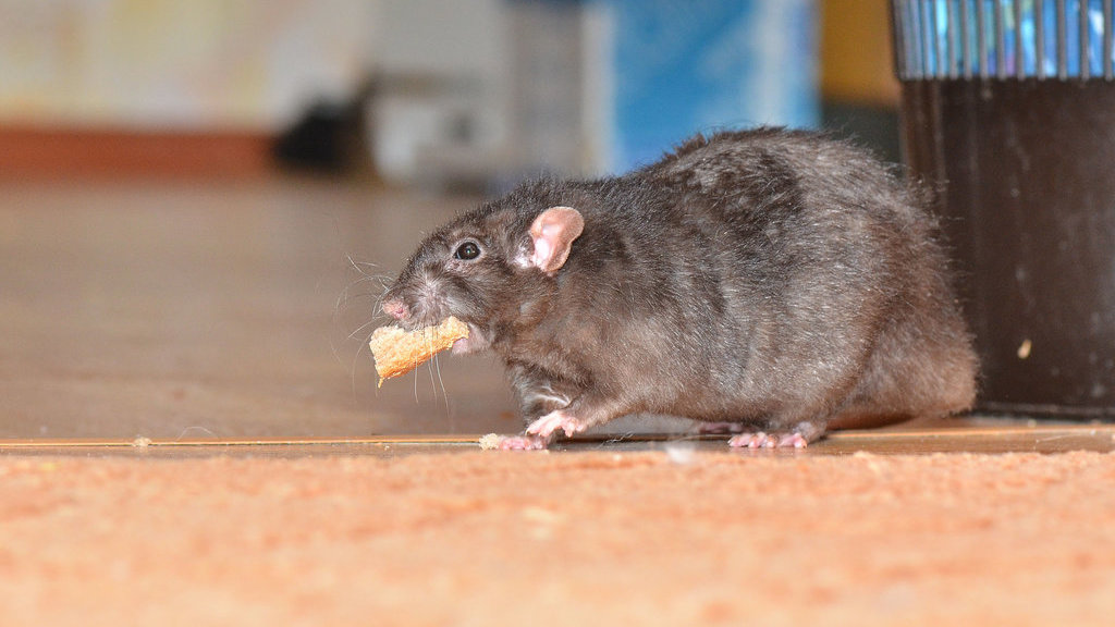Ilustrasi Tikus di Rumah
