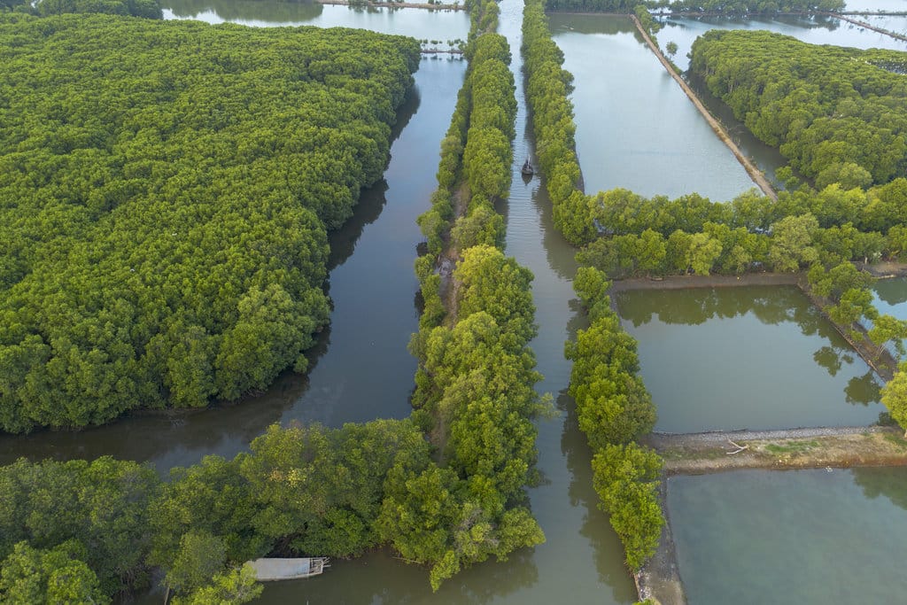 Kementerian Lingkungan Hidup Rehabilitasi Hutan Mangrove