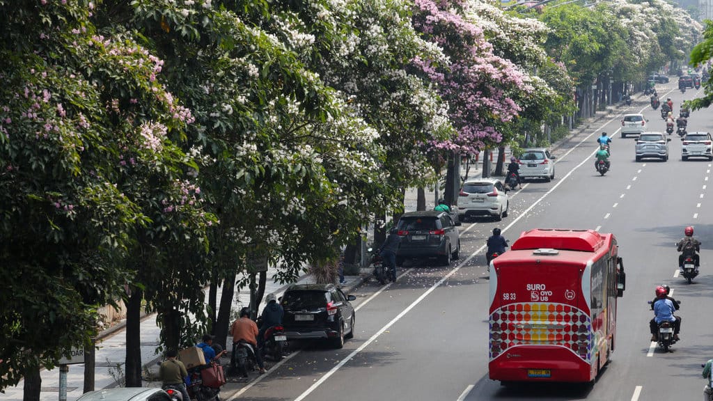 Pohon tabebuya di Surabaya