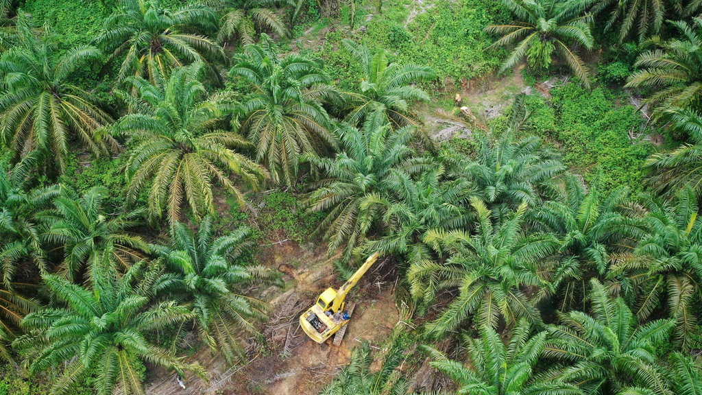 Foto udara perambahan hutan TNGL di Blok Tenggulun, Kabupaten Aceh Tamiang, Provinsi Aceh, Kamis (4/9/2025).Foto udara perambahan hutan TNGL di Blok Tenggulun, Kabupaten Aceh Tamiang, Provinsi Aceh, Kamis (4/9/2025). Foto/Istimewa TNGL di Blok Tenggulun