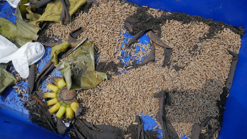 Proses 'Maggotisasi' di Rumah Maggot, Embung Tremas, Rabu (3/9/2025). Maggot atau larva lalat hitam dimanfaatkan untuk mengurai sampah organik. tirto.id/Zulkifli Songyanan Embung Tremas Pacitan