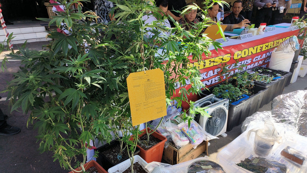 Konpers Kasus Kebun Ganja Klandestin
