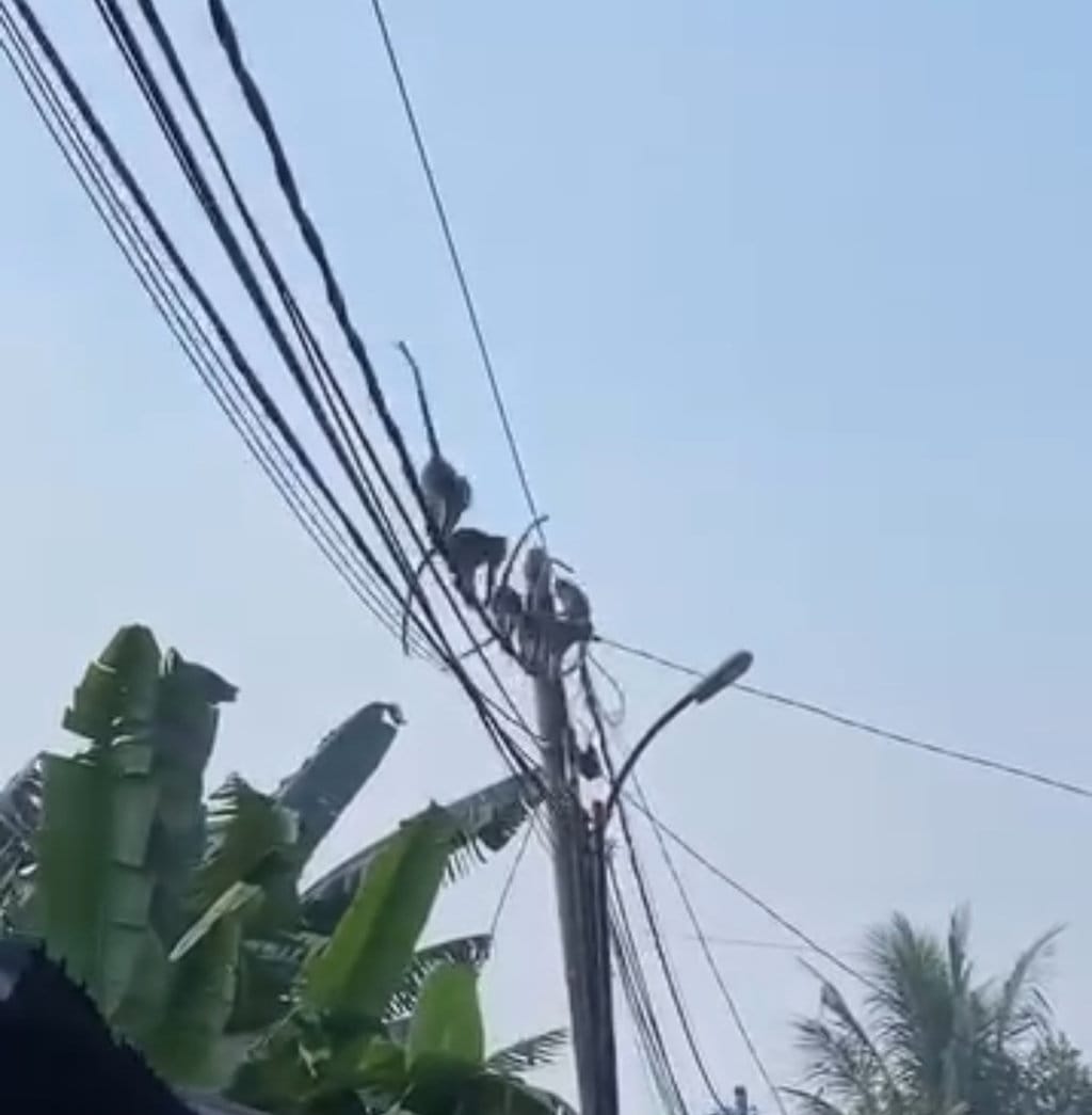 kawanan Monyet Ekor Panjang di pemukiman