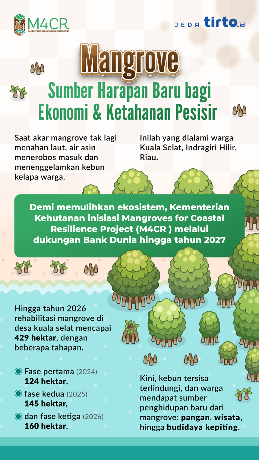 Infografik Mangrove Sumber Harapan Baru bagi Ekonomi & Ketahanan Pesisir. tirto.id/Hafiz Infografik M4CR 1