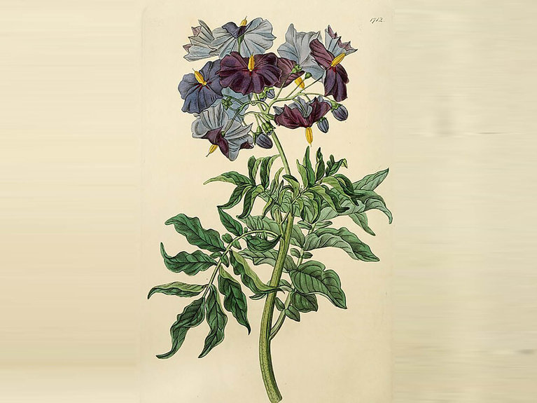 Ilustrasi Solanum Etuberosum