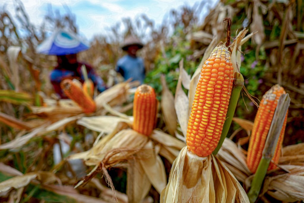Luas panen dan produksi jagung di Indonesia