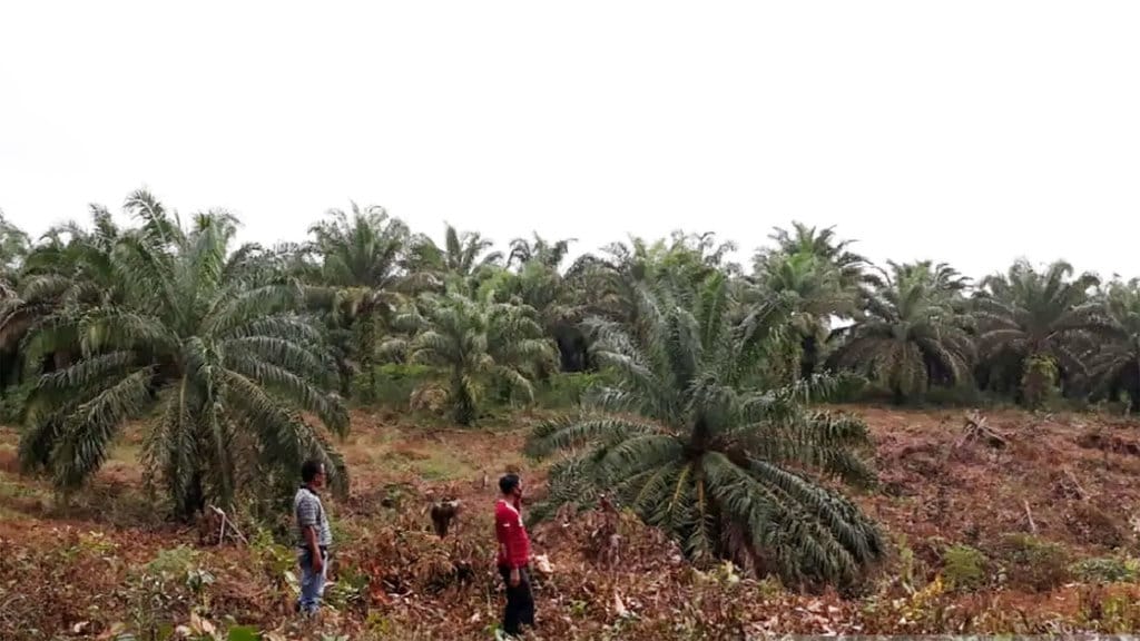 Pohon Kelapa Sawit