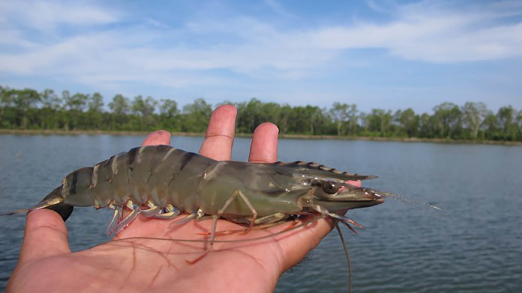 Udang Windu Aceh