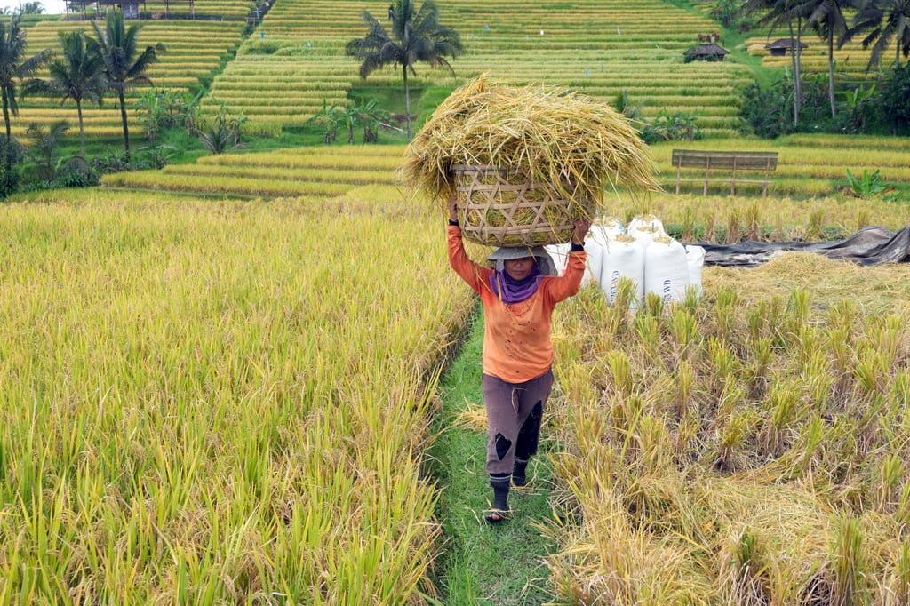 Bulog Siapkan 88 Titik Infrastruktur Pascapanen di Seluruh RI