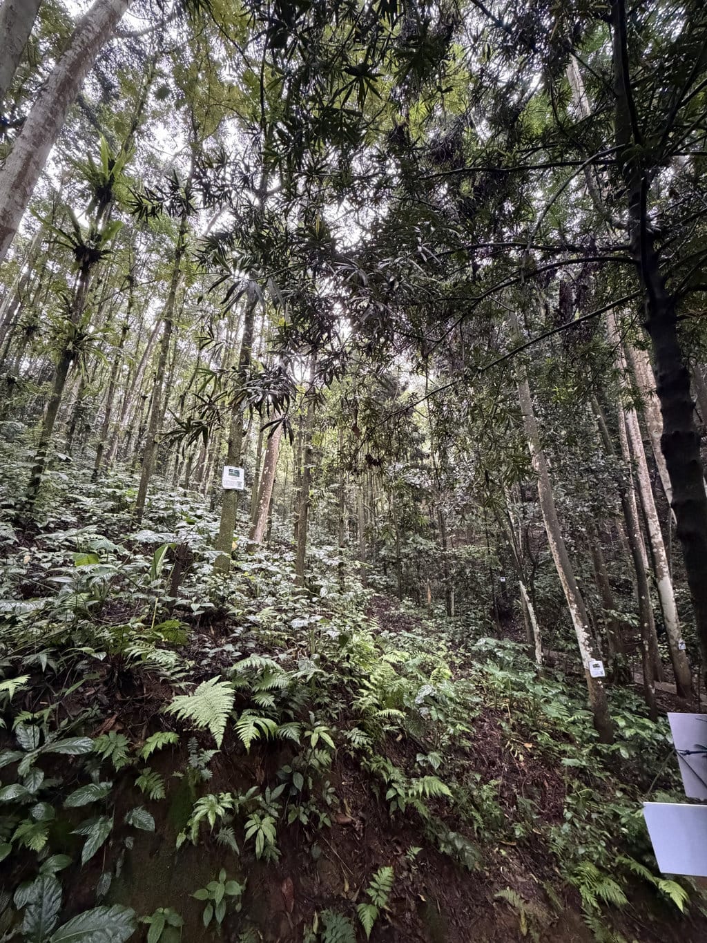 Lahan Hutan Organik Megamendung