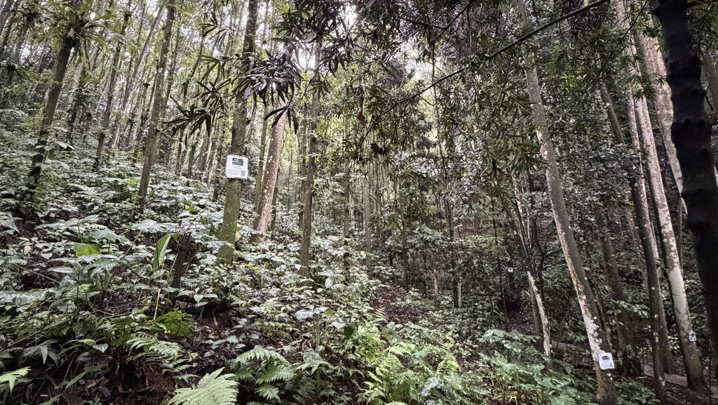 Lahan Hutan Organik Megamendung