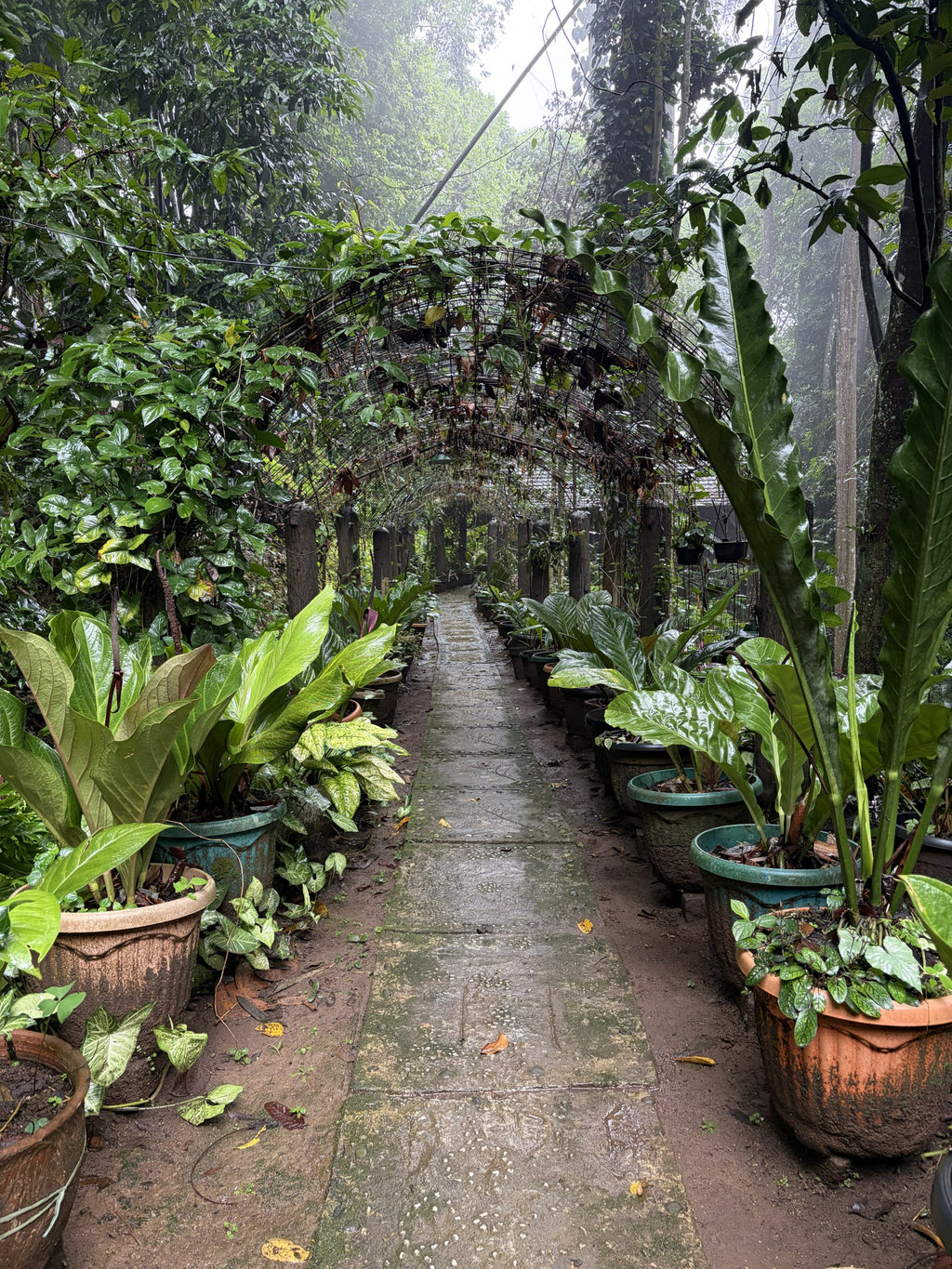 Lahan Hutan Organik Megamendung