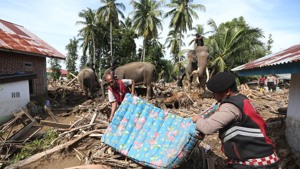 Gajah bersihkan puing kayu bencana Aceh