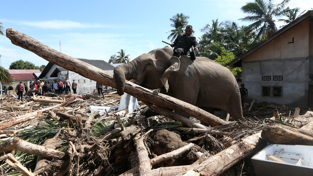 Gajah bersihkan puing kayu bencana Aceh