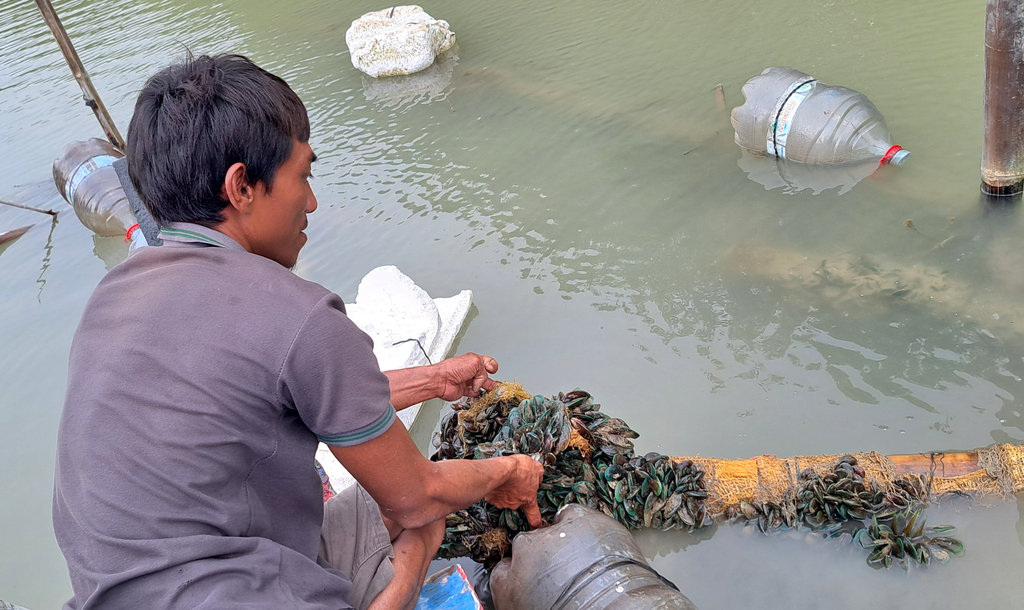 Budidaya Kerang Hijau