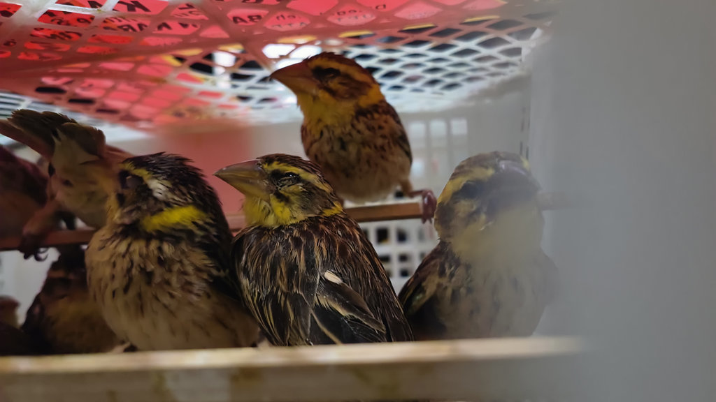 Badan Karantina Gagalkan Penyelundupan Burung