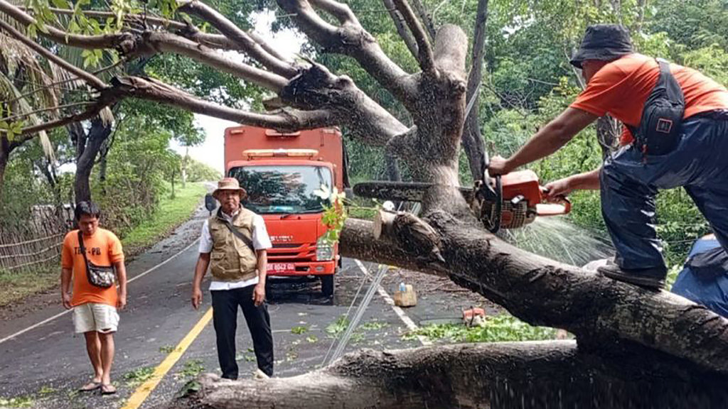Pohon Tumbang NTB