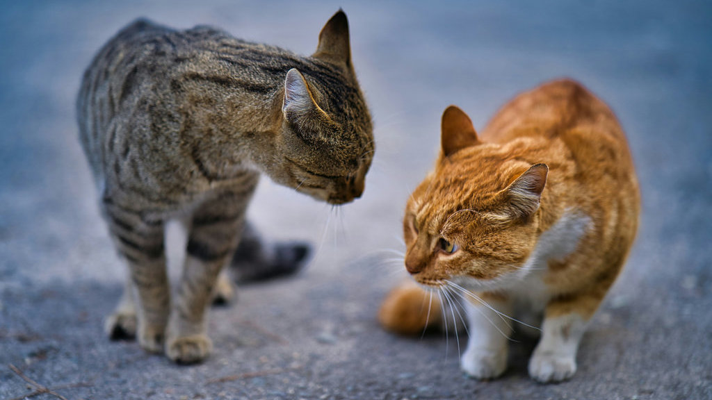 Ilustrasi Kucing Berantem