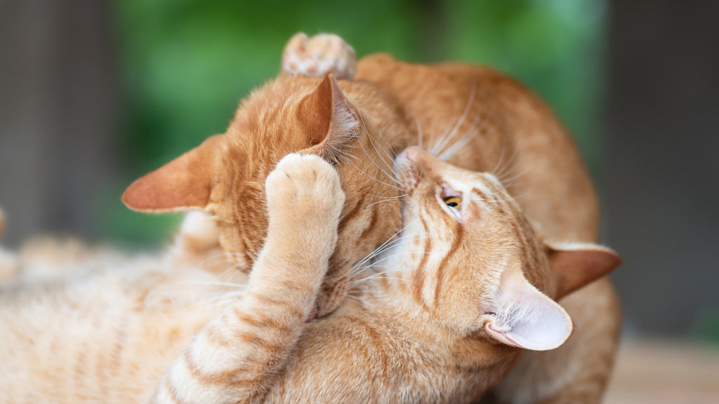Ilustrasi Kucing Berantem