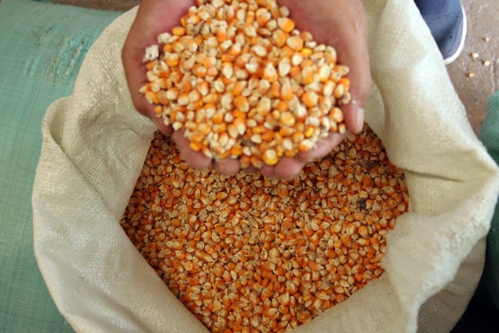 Bulog Kini Wajib Serap Minimal 1 Juta Ton Jagung Kering Petani