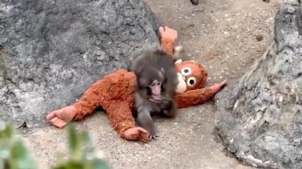 Punch the Monkey