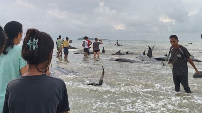 Paus yang terdampar di perairan Rote Ndao