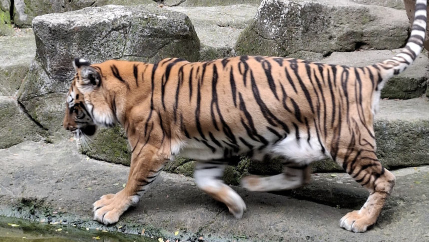 Harimau Benggala di Kebun Binatang Bandung