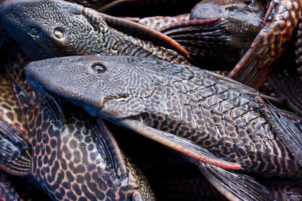 Fakta Ikan Sapu-Sapu: Kenapa Tidak Boleh Dimakan?