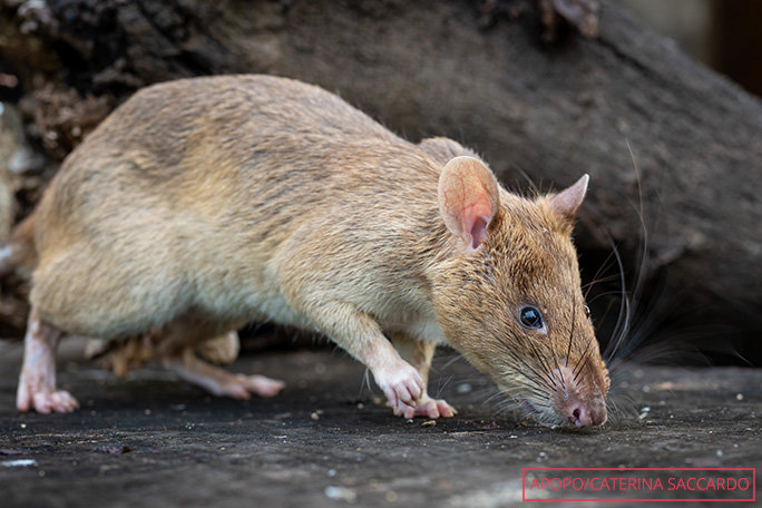 Apa Saja Gejala Hantavirus & Bagaimana Cara Mengobatinya?