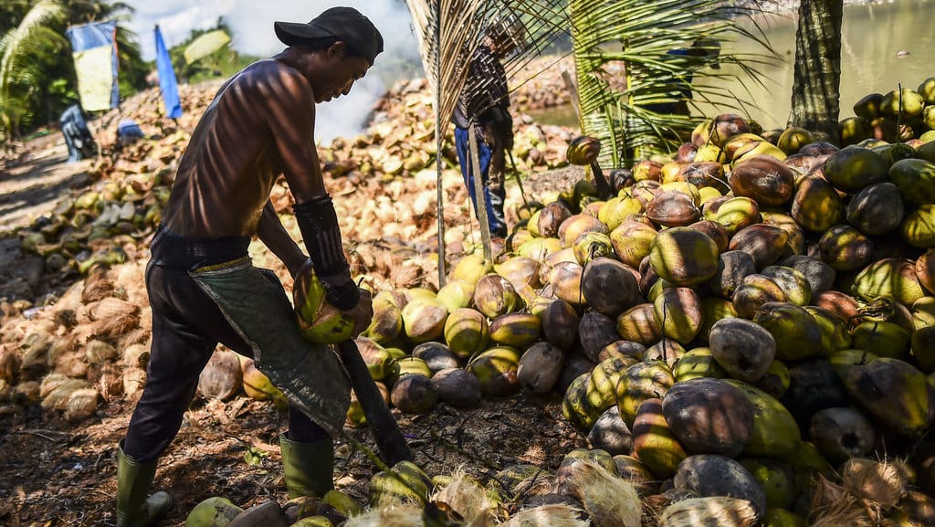 Target pengembangan kawasan hilirisasi kelapa nasional 