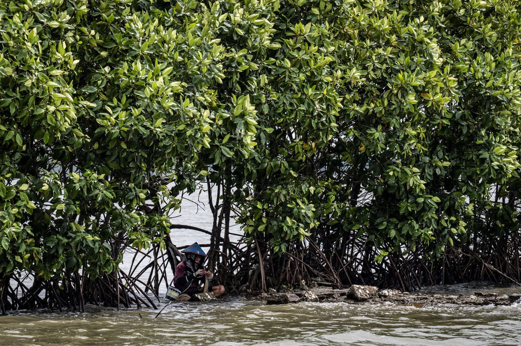 Kawasan konservasi mangrove di Semarang