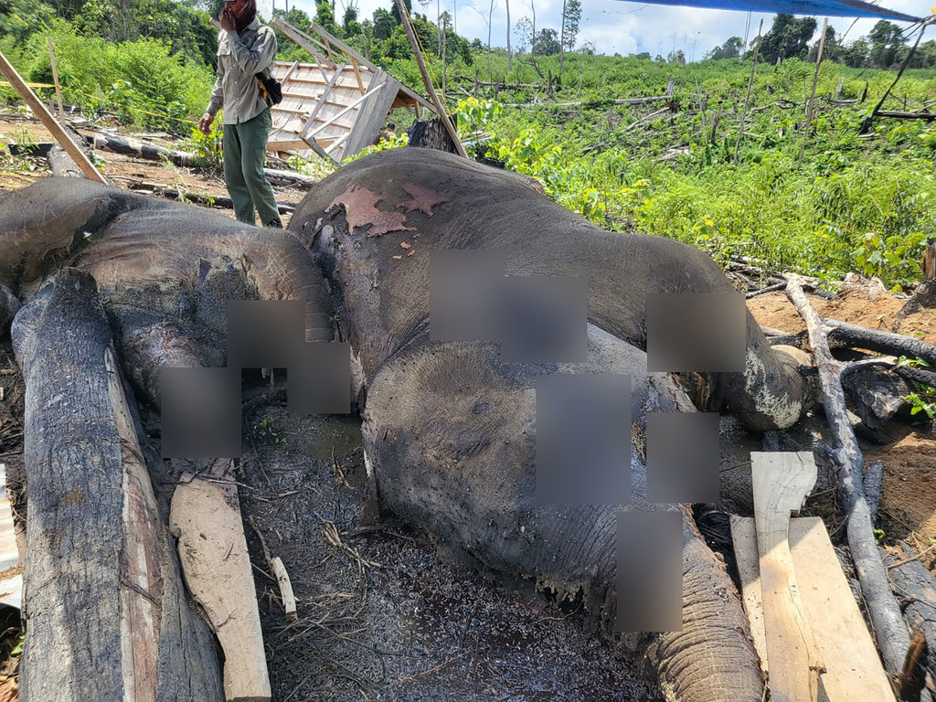 Polda Bengkulu Usut Kematian Induk dan Anak Gajah di Mukomuko