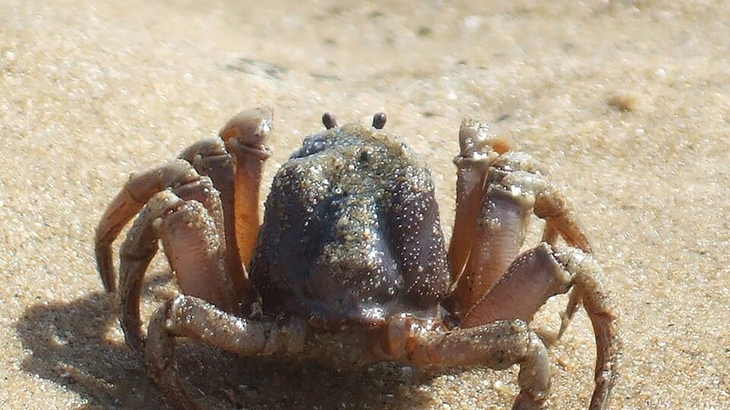  ilustrasi kepiting