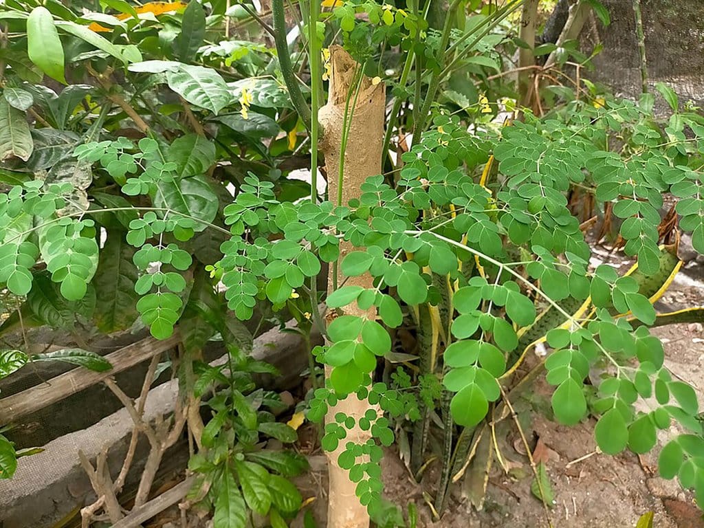Pohon Daun Kelor