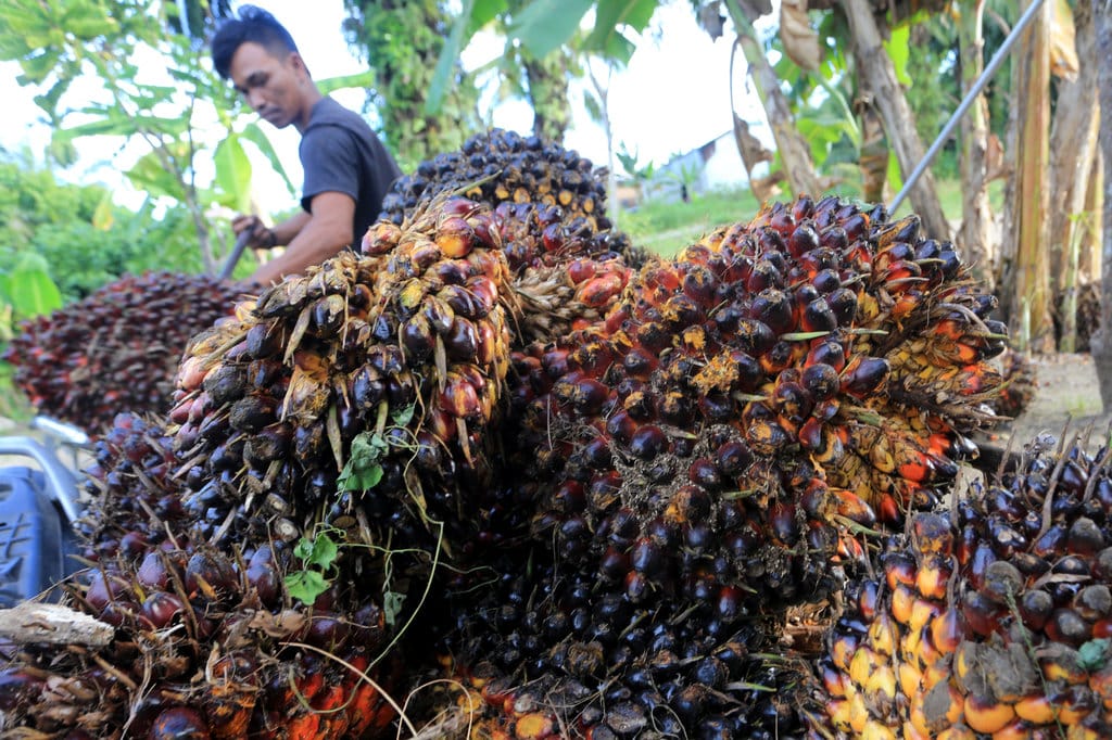 Tantangan Petani Kecil Hadapi Kenaikan Standar SNI Sawit