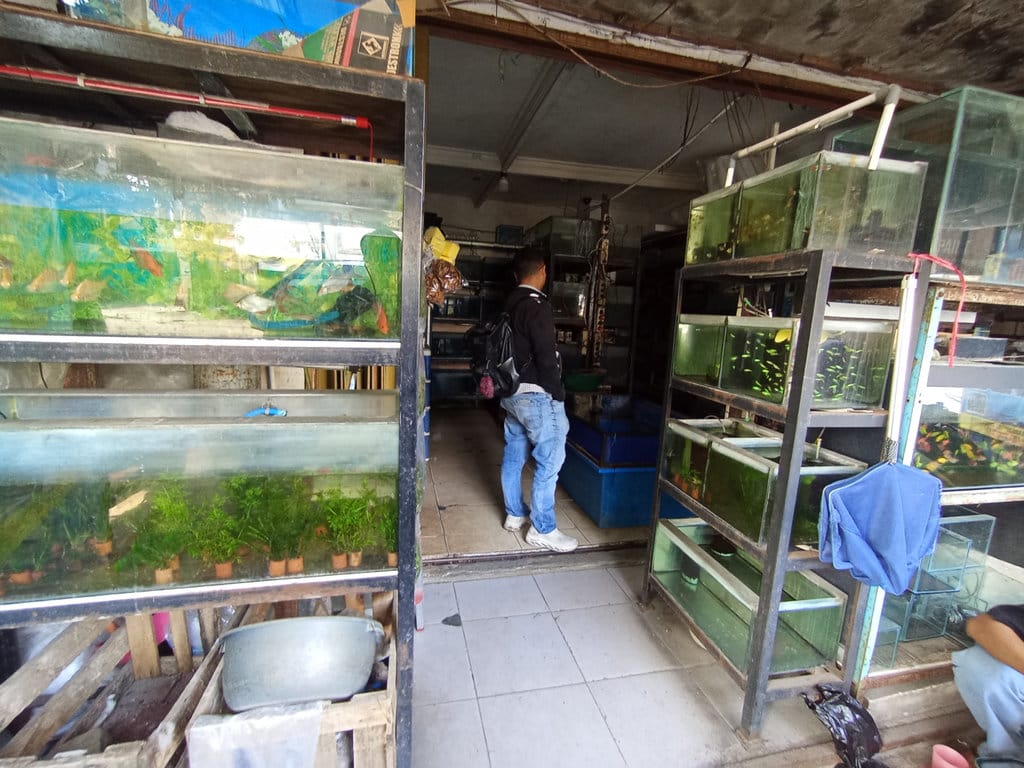 NEWSPLUS Pedagang Ikan Hias
