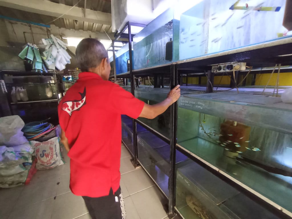 NEWSPLUS Pedagang Ikan Hias
