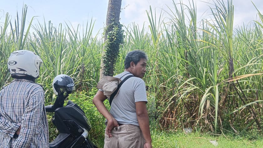 Ladang Tebu
