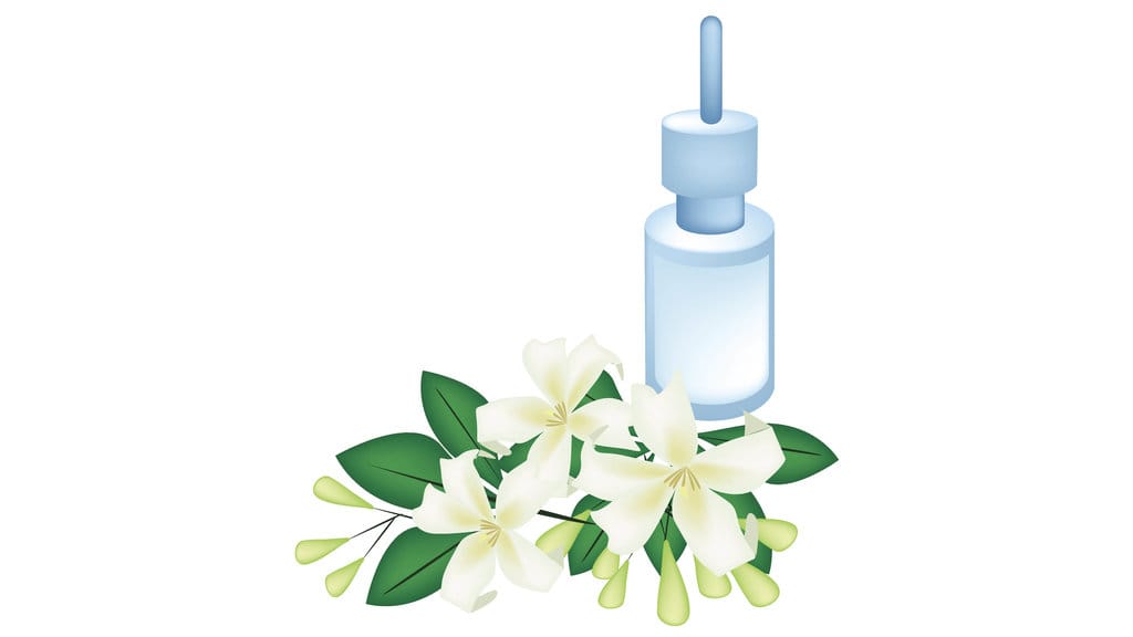  ilustrasi daun kemuning